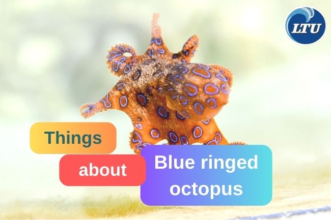 5 Things About Blue Ringed Octopus